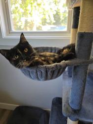 Lost Female Cat last seen Fritz rd, Durand, IL 61024