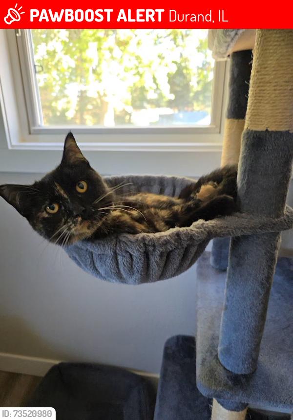 Lost Female Cat last seen Fritz rd, Durand, IL 61024