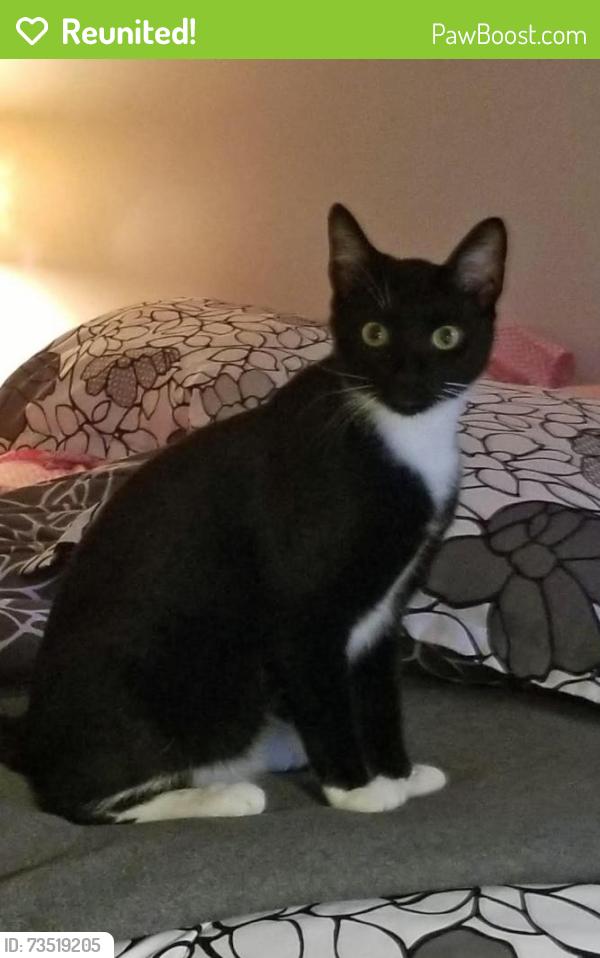 Reunited Male Cat last seen Fox Hall in Short Pump, Richmond, VA 23233