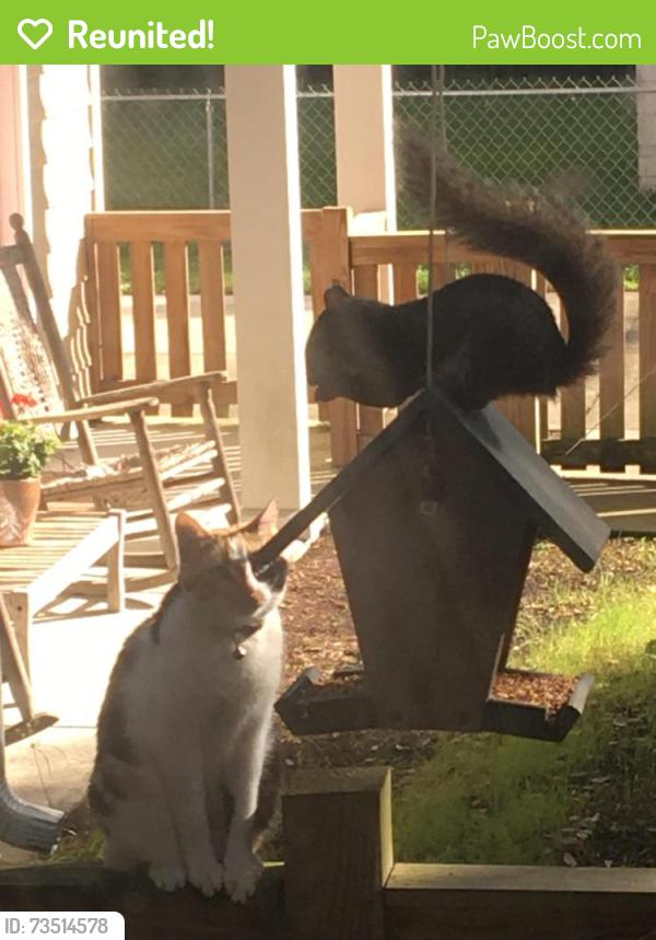 Reunited Female Cat last seen Sycamore Avenue, Concord apmts, Charleston, SC 29407