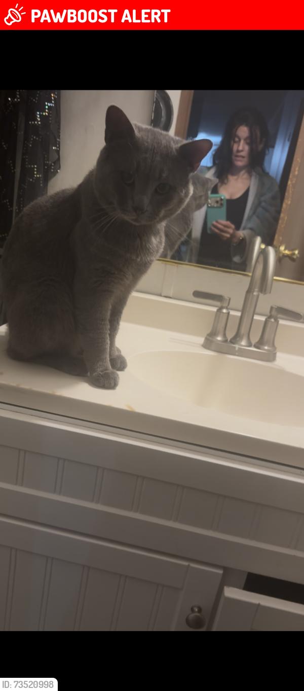 Lost Male Cat last seen Dollar general iCard nc, Connelly Springs, NC 28612