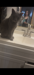 Lost Male Cat last seen Dollar general iCard nc, Connelly Springs, NC 28612