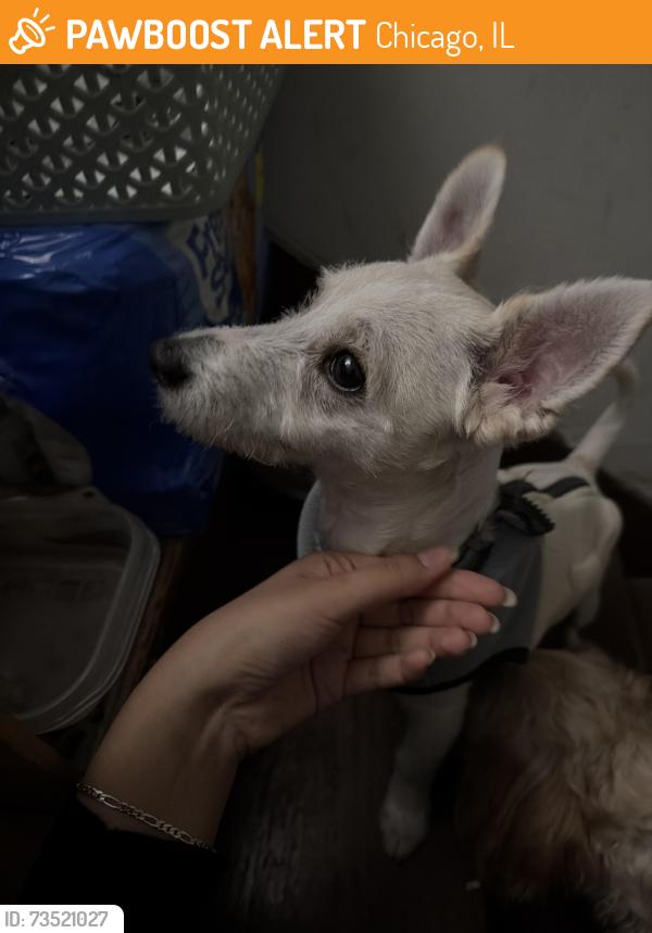 Found/Stray Unknown Dog last seen Sidewalks, Chicago, IL 60641