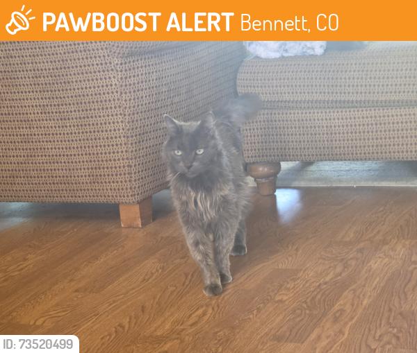 Found/Stray Female Cat last seen Running Creek Cemetary, Bennett, CO 80102