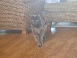Found/Stray Female Cat last seen Running Creek Cemetary, Bennett, CO 80102
