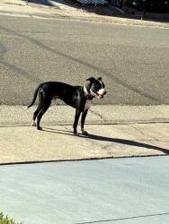 Reunited Male Dog last seen Cadura circle, Elk Grove, CA 95624