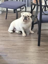 Lost Female Dog last seen Valley drive and Cheyenne, North Las Vegas, NV 89032