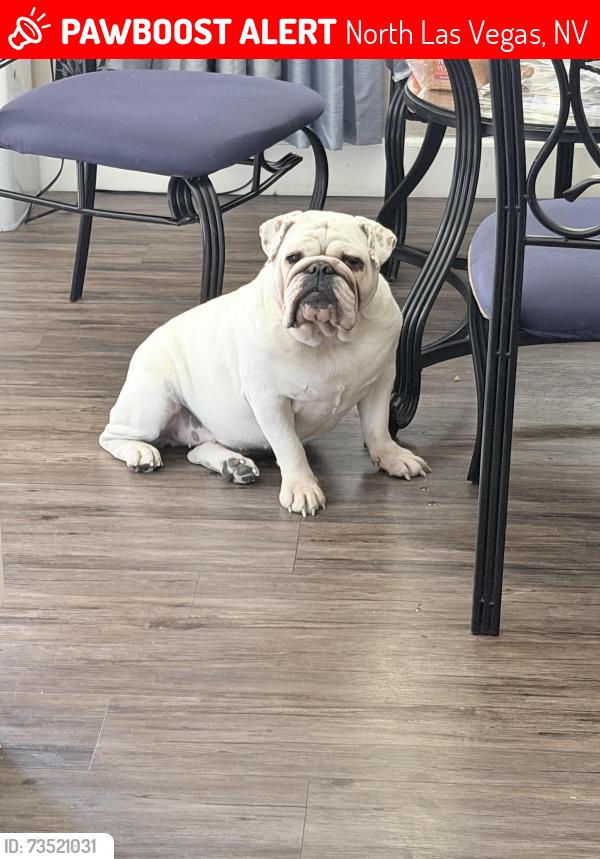 Lost Female Dog last seen Valley drive and Cheyenne, North Las Vegas, NV 89032