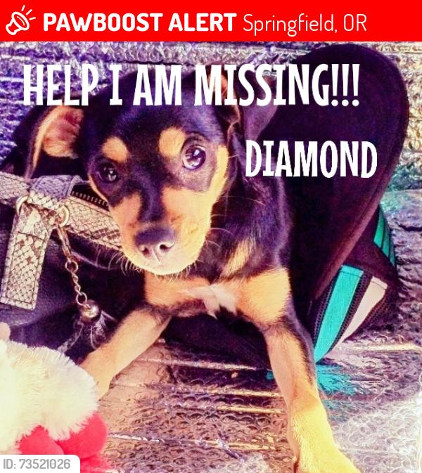 Lost Female Dog last seen South2 nd.in Springfield ,And Doris ranch park adjacent area, Springfield, OR 97477