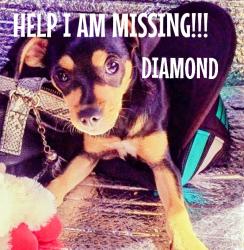 Lost Female Dog last seen South2 nd.in Springfield ,And Doris ranch park adjacent area, Springfield, OR 97477