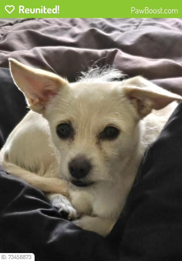 Reunited Female Dog last seen Sundance Apts. Walterscheid and Jefferson, Cheyenne, WY 82007