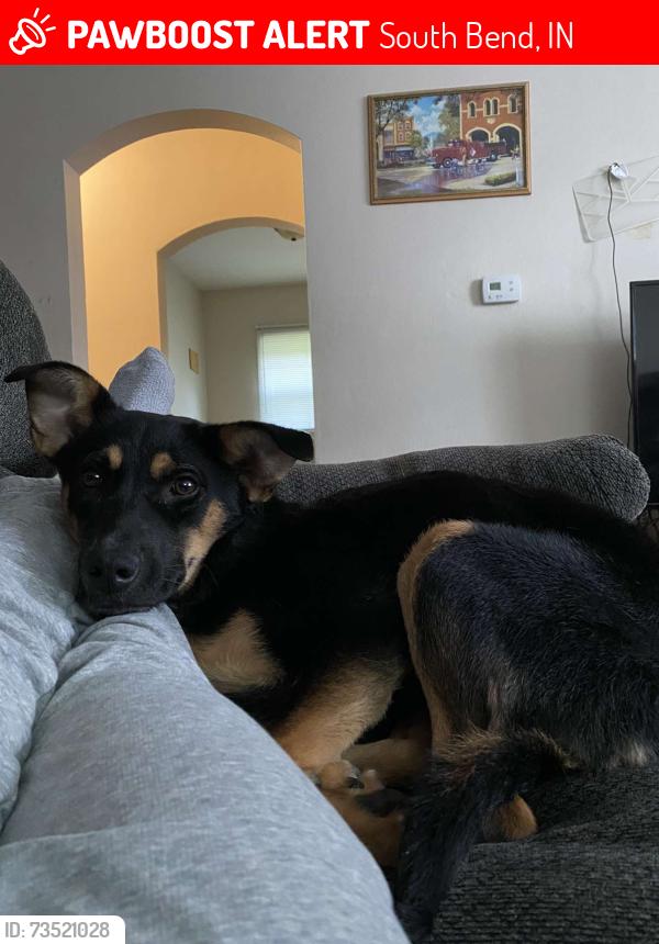 Lost Female Dog last seen Sherman St and Roosevelt St, South Bend, IN 46635