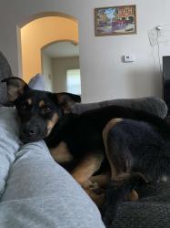 Lost Female Dog last seen Sherman St and Roosevelt St, South Bend, IN 46635