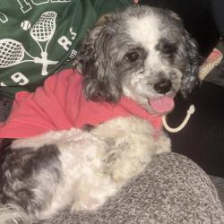Shelter Stray Female Dog last seen , Animal Care & Control Team of Philly, 111 W Hunting Park Ave, Philadelphia, PA 19140, USA
