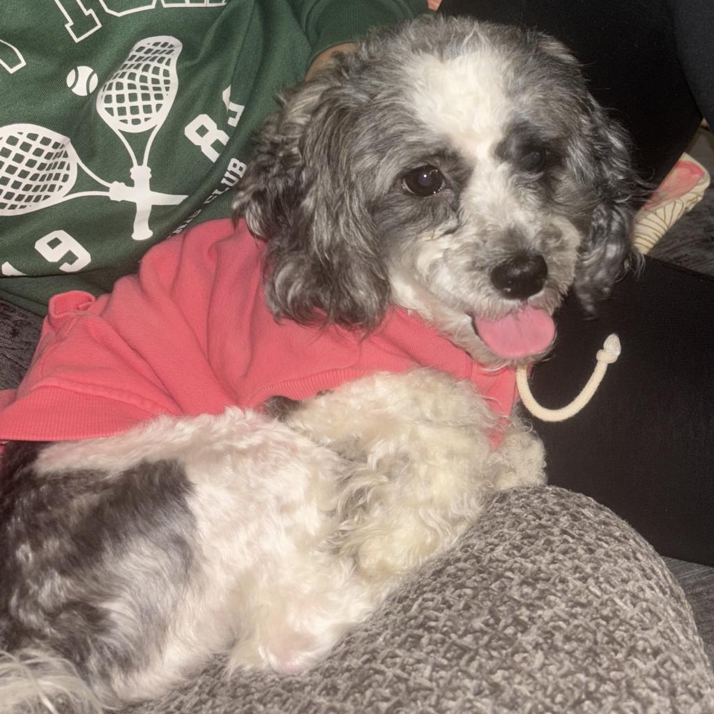 Shelter Stray Female Dog last seen , Animal Care & Control Team of Philly, 111 W Hunting Park Ave, Philadelphia, PA 19140, USA