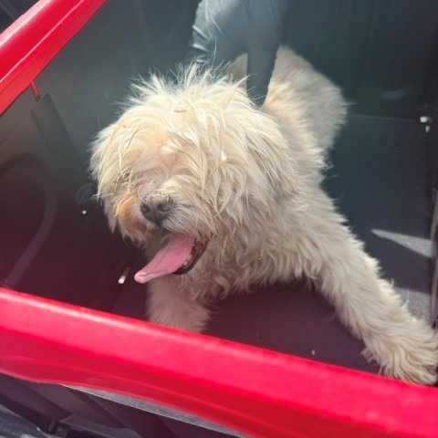 Shelter Stray Male Dog last seen , 12910 Yukon Ave, Hawthorne, CA 90250, USA