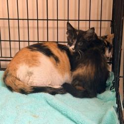 Shelter Stray Female Cat last seen , 12910 Yukon Ave, Hawthorne, CA 90250, USA