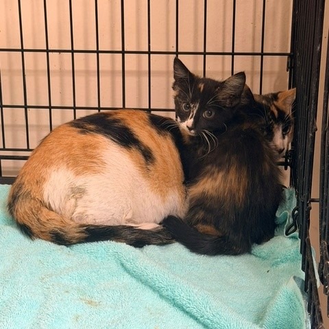 Shelter Stray Female Cat last seen , 12910 Yukon Ave, Hawthorne, CA 90250, USA