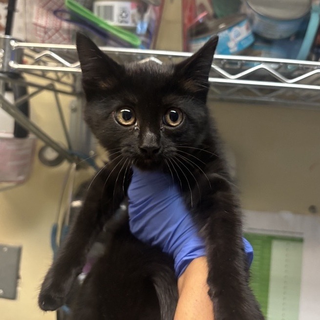 Shelter Stray Female Cat last seen , 361 S Raymond Ave, Pasadena, CA 91105, USA