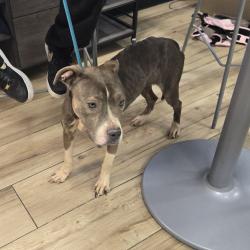 Shelter Stray Female Dog last seen , 124 Evergreen Ave, Newark, NJ 07114, USA