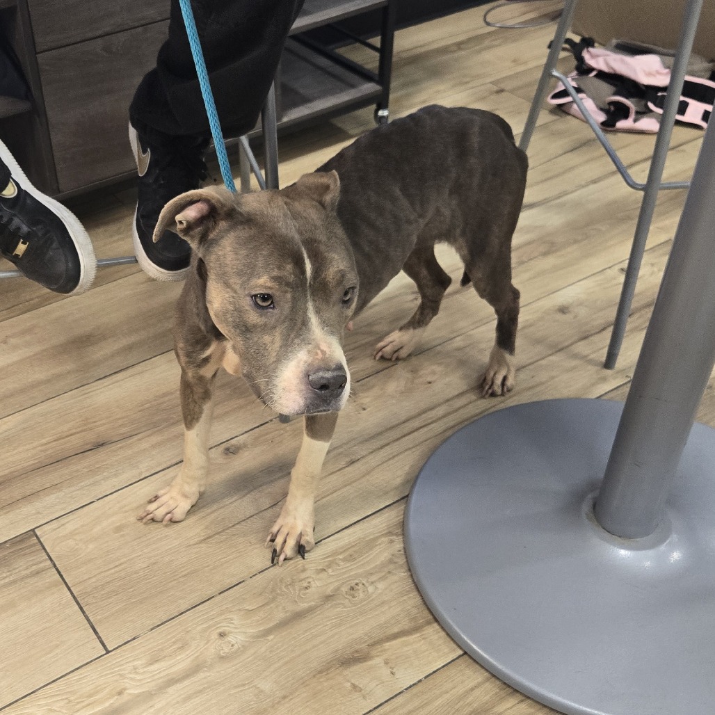 Shelter Stray Female Dog last seen , 124 Evergreen Ave, Newark, NJ 07114, USA