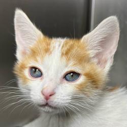 Shelter Stray Unknown Cat last seen , 4575 E Mesquite Ave, Palm Springs, CA 92264, USA