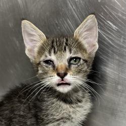 Shelter Stray Unknown Cat last seen , 4575 E Mesquite Ave, Palm Springs, CA 92264, USA