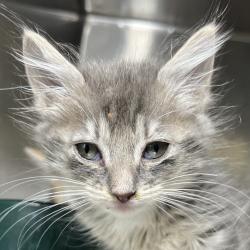 Shelter Stray Unknown Cat last seen , 4575 E Mesquite Ave, Palm Springs, CA 92264, USA