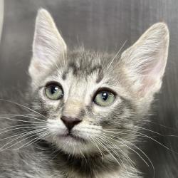 Shelter Stray Unknown Cat last seen , 4575 E Mesquite Ave, Palm Springs, CA 92264, USA
