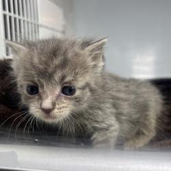 Shelter Stray Male Cat last seen , 4575 E Mesquite Ave, Palm Springs, CA 92264, USA