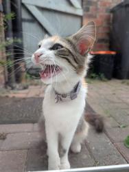 Lost Female Cat last seen Sincil bank, Lincolnshire, England 