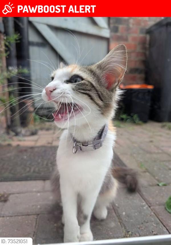 Lost Female Cat last seen Sincil bank, Lincolnshire, England 