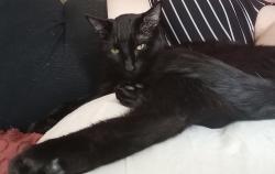 Reunited Male Cat last seen Haddon Hall, Apex, NC 27502