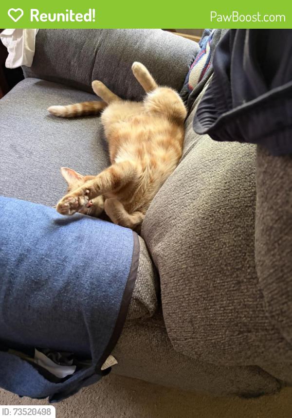 Reunited Female Cat last seen Glen and Bishop, Chambersburg, PA 17201