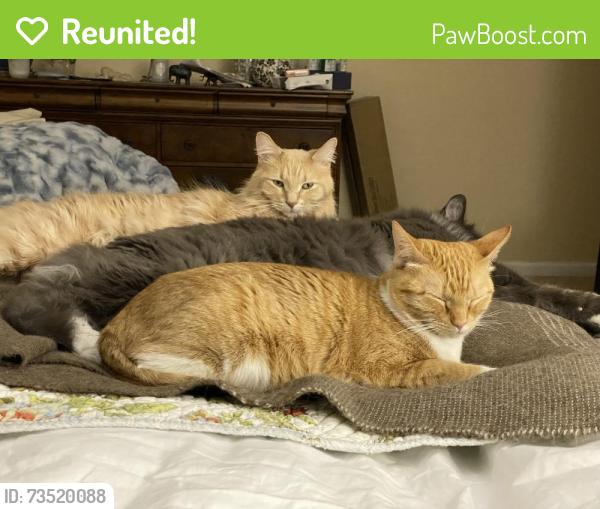 Reunited Female Cat last seen Turman drive and Blue Moon Court, Fort Collins, CO 80525