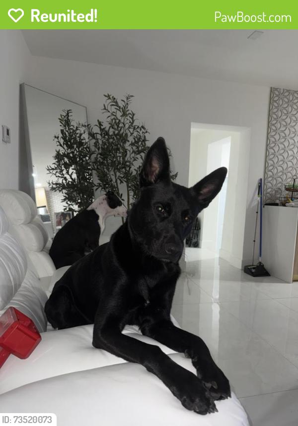Reunited Male Dog last seen In miami fl near nw 79th st miami fl, Miami, FL 33150