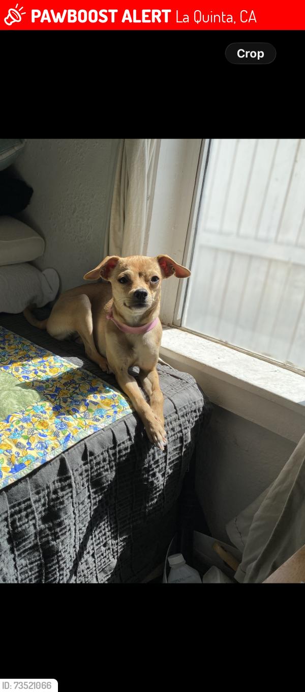 Lost Female Dog last seen Carrie Ln and desert stream, La Quinta, CA 92253