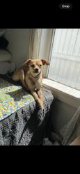 Lost Female Dog last seen Carrie Ln and desert stream, La Quinta, CA 92253