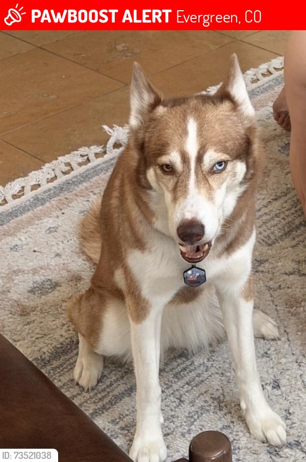 Lost Female Dog last seen Stagecoach rd and greystone, Evergreen, CO 80439