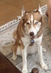 Lost Female Dog last seen Stagecoach rd and greystone, Evergreen, CO 80439