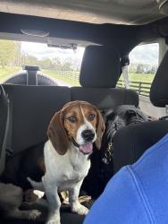 Reunited Male Dog last seen Briar hill and Royster road, Lexington, KY 40516