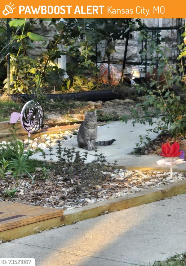 Found/Stray Male Cat last seen Near 45th on Tracy, Kansas City, MO 64110