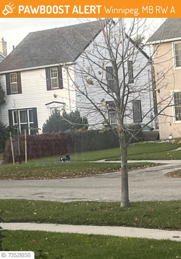 Found/Stray Unknown Dog last seen Main and McAdam, Winnipeg, MB R2W 0A6