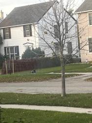 Found/Stray Unknown Dog last seen Main and McAdam, Winnipeg, MB R2W 0A6