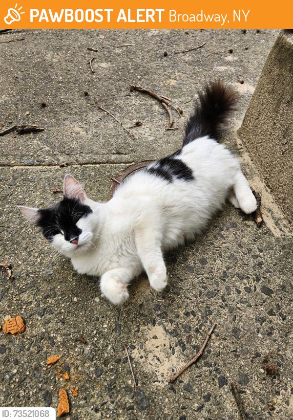 Found/Stray Unknown Cat last seen Kelly Field, Broadway, NY 10036