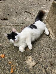 Found/Stray Unknown Cat last seen Kelly Field, Broadway, NY 10036
