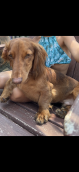 Reunited Male Dog last seen Seneca, Valley Center, KS 67147
