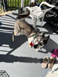Reunited Female Dog last seen CR-636, Alpha, NJ 08865