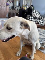 Found/Stray Female Dog last seen On cow hollow road, Nyssa, OR 97913