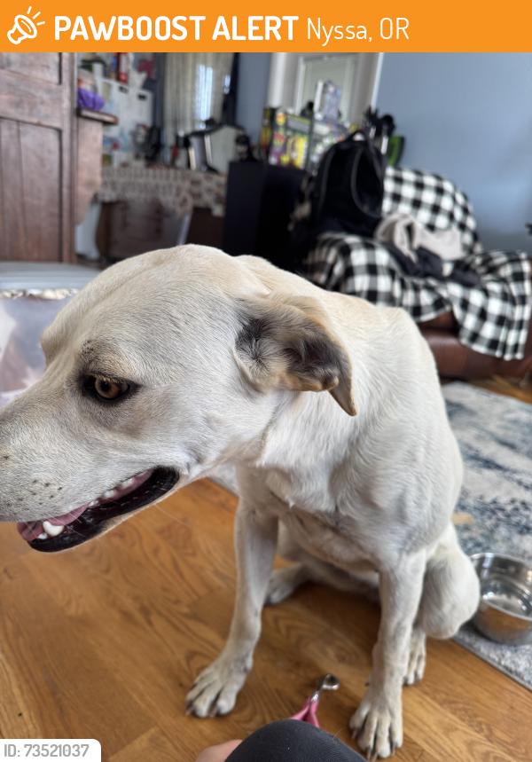 Found/Stray Female Dog last seen On cow hollow road, Nyssa, OR 97913